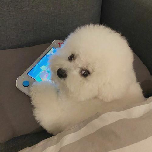 ȵͷ