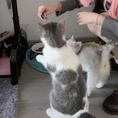 İͷ